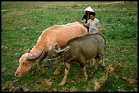Thai women guiding water buffaloes in the field, near Son La. Northwest Vietnam (color)
