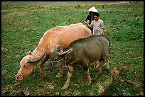 Thai women guiding water buffaloes in the field, near Son La. Northwest Vietnam