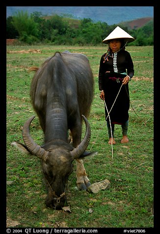 Thai women wearing her traditional dress and the Vietnamese conical hat, with water buffalo, near Son La. Northwest Vietnam (color)