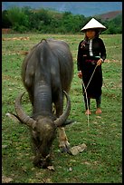 Thai women wearing her traditional dress and the Vietnamese conical hat, with water buffalo, near Son La. Northwest Vietnam (color)