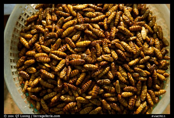 A dish of insect larvae, Son La. Northwest Vietnam (color)