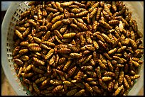 A dish of insect larvae, Son La. Northwest Vietnam ( color)