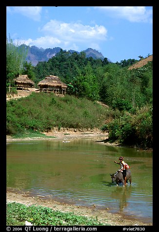 Thai woman riding a water buffalo across a pond near a village, near Tuan Giao. Northwest Vietnam