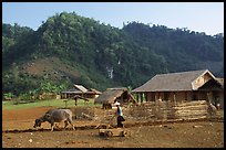 Plowing the fields with a water buffalo, near Tuan Giao. Northwest Vietnam (color)