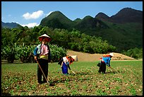 Dzao women raking the fields, near Tuan Giao. Northwest Vietnam