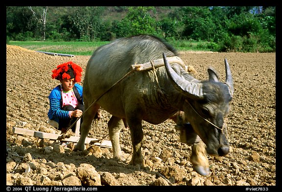 Dzao woman using a water buffao to plow a field, near Tuan Giao. Northwest Vietnam