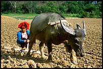 Dzao woman using a water buffao to plow a field, near Tuan Giao. Northwest Vietnam ( color)