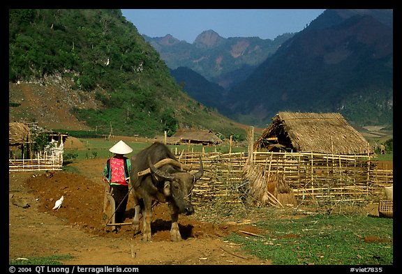 Plowing the fields with a water buffalo close to a hut, near Tuan Giao. Northwest Vietnam (color)