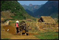 Plowing the fields with a water buffalo close to a hut, near Tuan Giao. Northwest Vietnam