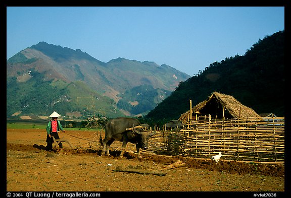 Plowing a field with a water buffalo close to a hut, near Tuan Giao. Northwest Vietnam (color)