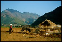 Plowing a field with a water buffalo close to a hut, near Tuan Giao. Northwest Vietnam