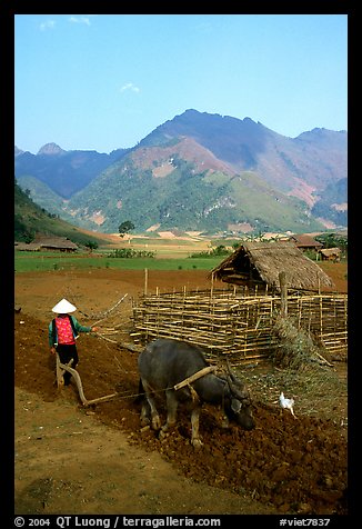 Woman plows a field  close to a hut, near Tuan Giao. Northwest Vietnam