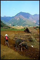 Woman plows a field  close to a hut, near Tuan Giao. Northwest Vietnam