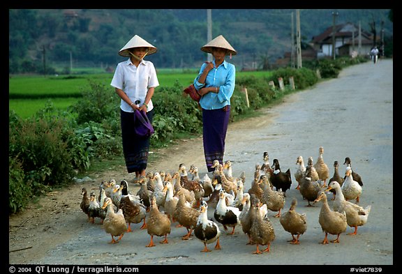 Thai women herding ducks, Tuan Giao. Northwest Vietnam (color)
