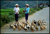 Thai women herding ducks, Tuan Giao. Northwest Vietnam