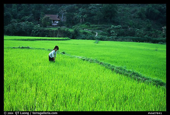 Thai woman tending to the rice fields, Tuan Giao. Northwest Vietnam