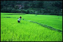 Thai woman tending to the rice fields, Tuan Giao. Northwest Vietnam (color)