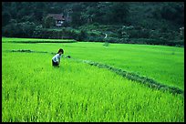 Thai woman tending to the rice fields, Tuan Giao. Northwest Vietnam