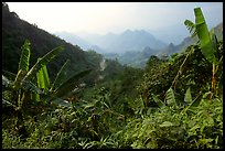 Banana leaves and mountains, between Lai Chau and Tam Duong. Northwest Vietnam