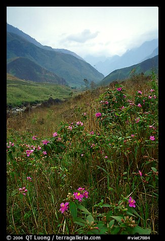 Wildflowers and mountains in the Tram Ton Pass area. Northwest Vietnam