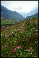 Wildflowers and mountains in the Tram Ton Pass area. Northwest Vietnam (color)