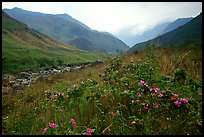 Wildflowers and mountains in the Tram Ton Pass area. Sapa, Vietnam (color)