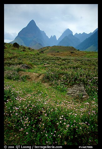 Wildflowers and peaks in the Tram Ton Pass area. Sapa, Vietnam