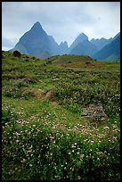 Wildflowers and peaks in the Tram Ton Pass area. Sapa, Vietnam