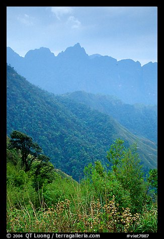 Forests and peaks in the Tram Ton Pass area. Sapa, Vietnam