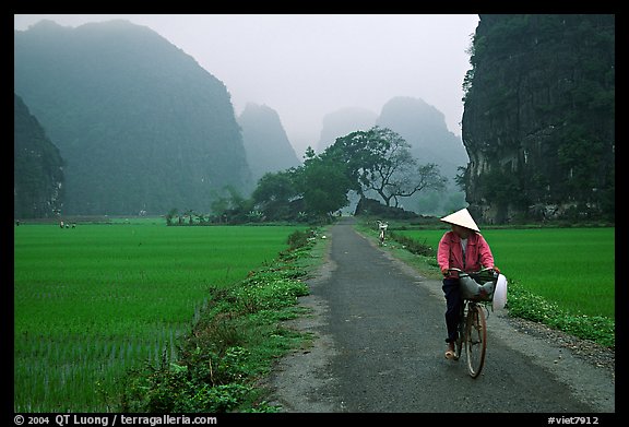 Bicyclist on a dry levee. Ninh Binh,  Vietnam