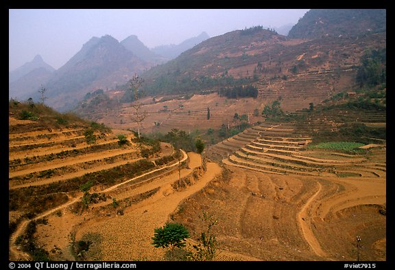 Dry cultivated terraces. Bac Ha, Vietnam