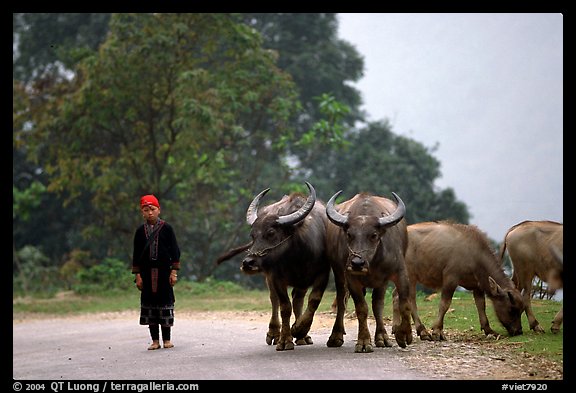 Boy keeping water buffaloes. Sapa, Vietnam (color)