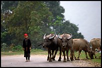 Boy keeping water buffaloes. Sapa, Vietnam