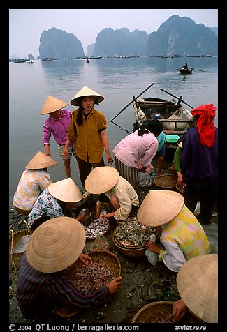 Women gathering around fresh fish catch. Halong Bay, Vietnam (color)