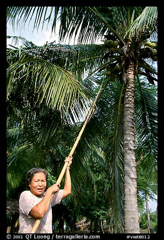 Woman harvesting coconut fruit. Ben Tre, Vietnam (color)