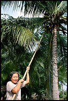 Woman harvesting coconut fruit. Ben Tre, Vietnam ( color)