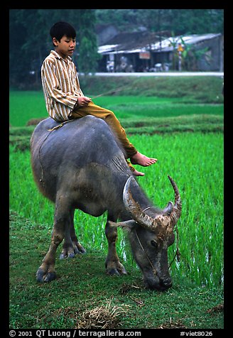Boy sitting on water buffalo, near the Perfume Pagoda. Vietnam (color)