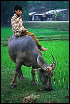 Boy sitting on water buffalo, near the Perfume Pagoda. Vietnam (color)