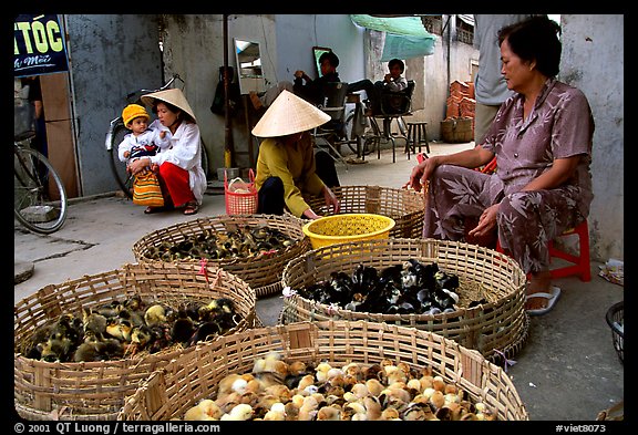 Live chicks for sale, district 6. Cholon, Ho Chi Minh City, Vietnam
