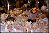 Live ducks for sale, district 6. Cholon, Ho Chi Minh City, Vietnam