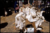 Transporting live ducks to the market. Cholon, Ho Chi Minh City, Vietnam ( color)