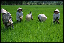 Labor-intensive rice cultivation, Ben Tre. Mekong Delta, Vietnam ( color)