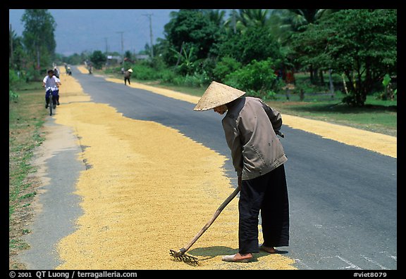 Rice being dried on sides of road. Mekong Delta, Vietnam (color)
