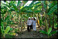 Banana tree plantation in the fertile lands, Ben Tre. Mekong Delta, Vietnam ( color)