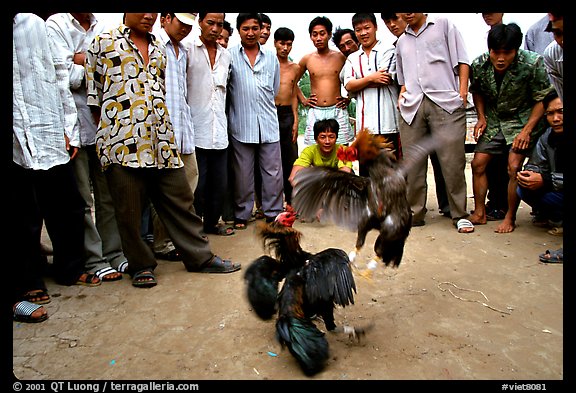 Rooster fight is a popular past time. Mekong Delta, Vietnam (color)