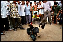 Rooster fight is a popular past time. Mekong Delta, Vietnam