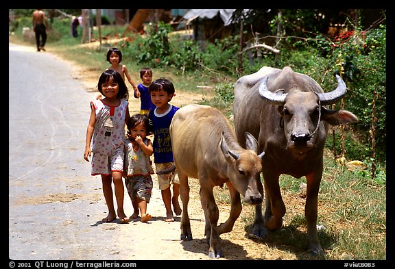 Children walk water buffalos,  very placid and strong animals. Mekong Delta, Vietnam (color)