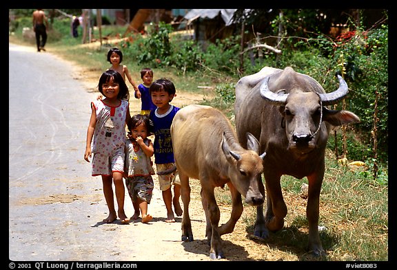 Children walk water buffalos,  very placid and strong animals. Mekong Delta, Vietnam