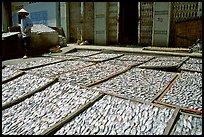 Fish being dried. Vung Tau, Vietnam (color)