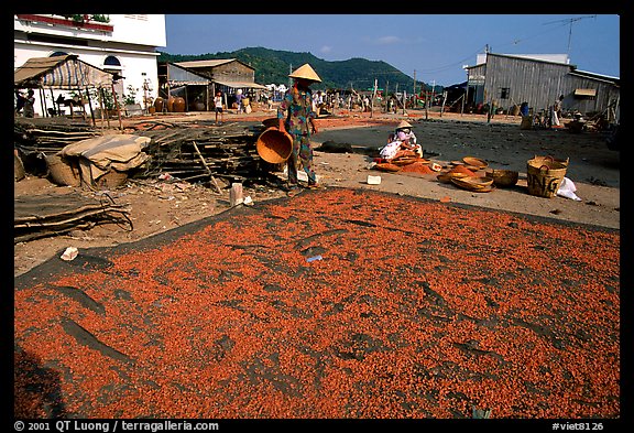 Shrimp being dried. Ha Tien, Vietnam (color)